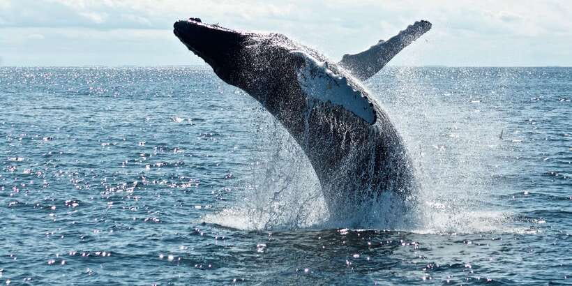 From Tangalle: Mirissa Whale Watching Tour with Breakfast - On the Water: How You’ll Spot Blue, Sperm, Fin Whales, and Dolphins