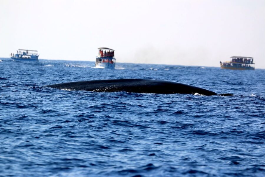 From Tangalle: Mirissa Whale Watching Tour with Breakfast - Responsible Viewing Distances That Actually Affect Your Experience