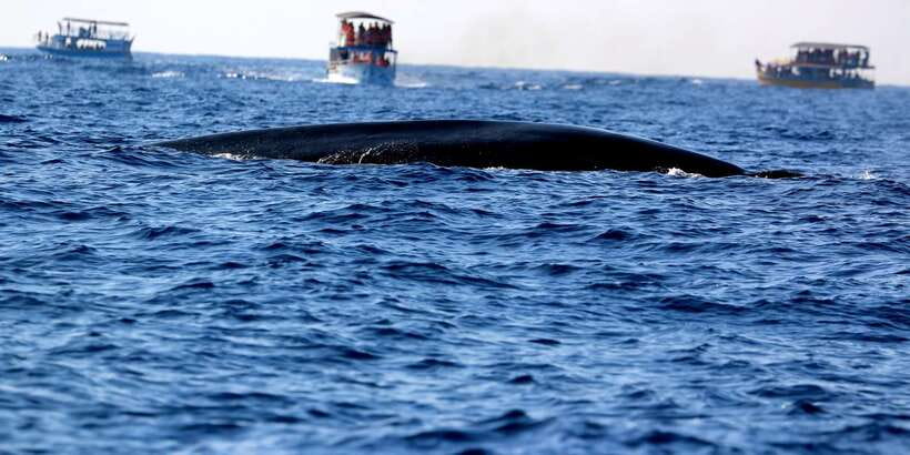 From Tangalle: Mirissa Whale Watching Tour with Breakfast - The GPS Element: Why It’s More Than a Tech Detail