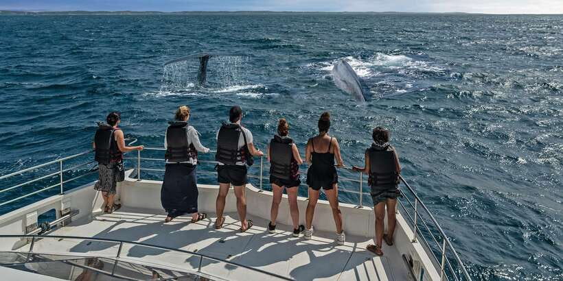 From Tangalle: Mirissa Whale Watching Tour with Breakfast - Who This Tour Suits Best