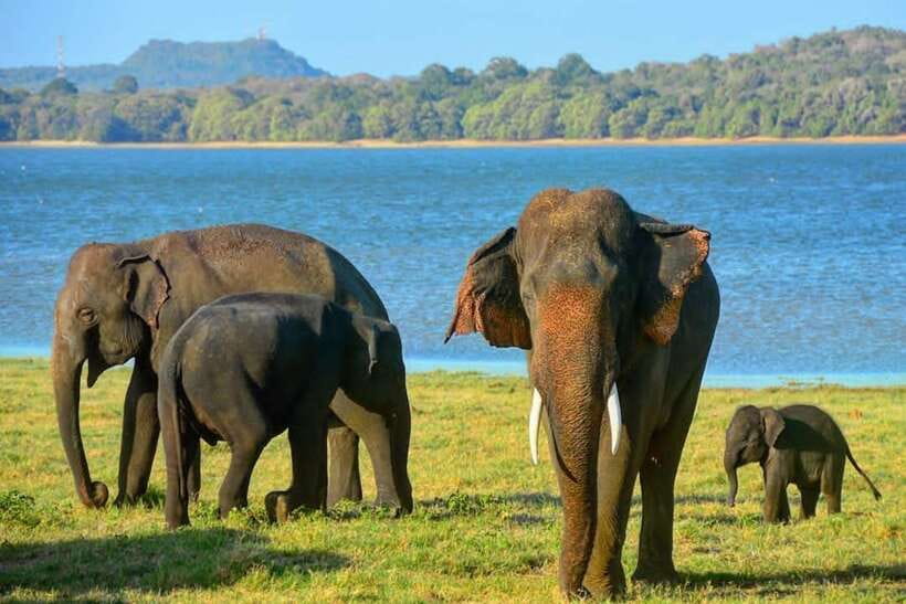 From Trincomalee : Minneriya / Kaudulla Elephant Safari - Trincomalee or Nilaveli to the Elephant Triangle