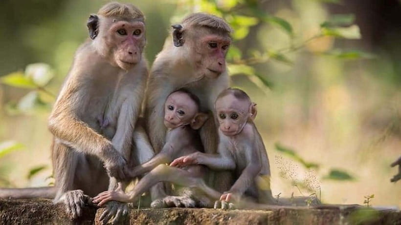 From Trincomalee : Minneriya / Kaudulla Elephant Safari - Photography, Snacks, and the Small Stuff That Actually Helps