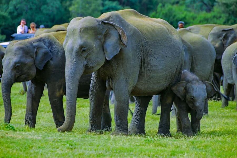 From Trincomalee: Minneriya National Park 4X4 Jeep Safari - Key points to know before you go