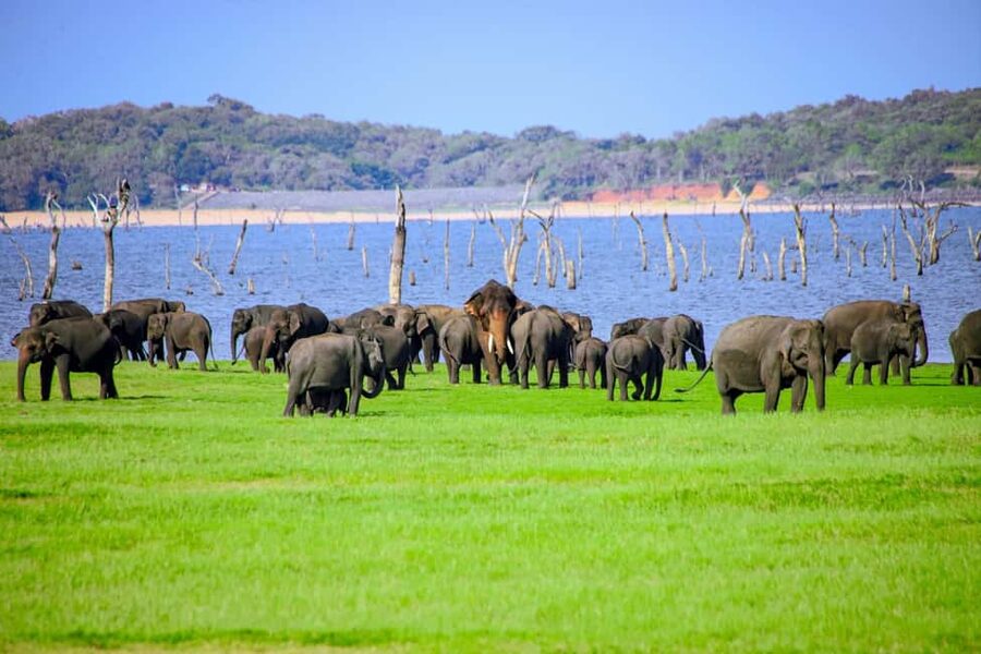 From Trincomalee: Minneriya National Park 4X4 Jeep Safari - Why Minneriya is a standout elephant safari stop