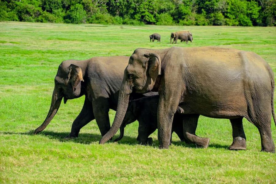From Trincomalee: Minneriya National Park 4X4 Jeep Safari - The private 4x4 jeep safari ride, driver first, guide alongside