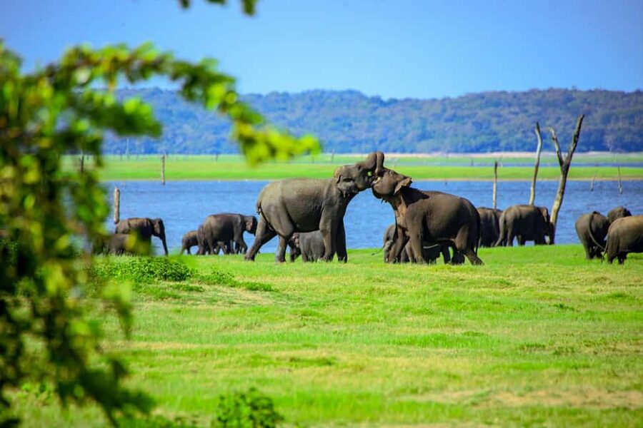From Trincomalee: Minneriya National Park 4X4 Jeep Safari - The main event: 3 hours of Minneriya game drive and wildlife viewing