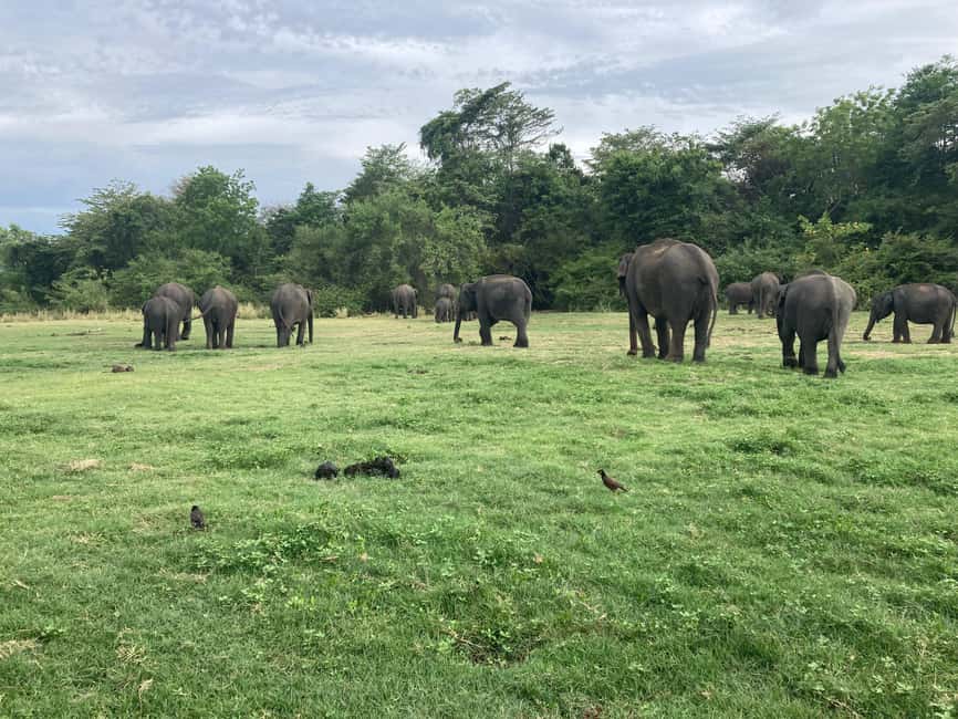 From Trincomalee: Minneriya National Park 4X4 Jeep Safari - Facts your guide can use to help you spot animals faster