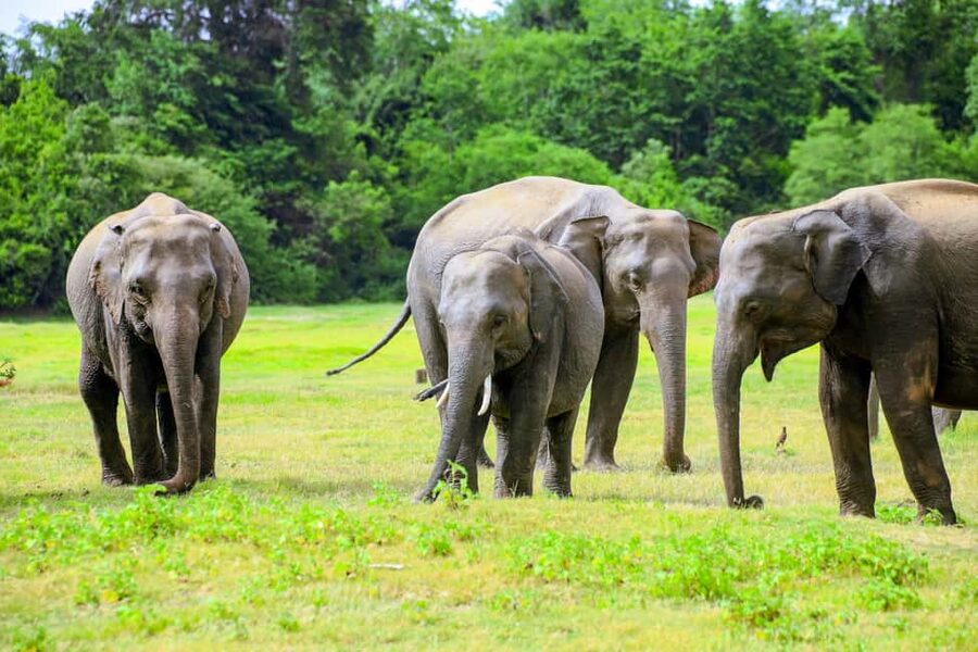 From Trincomalee: Minneriya National Park 4X4 Jeep Safari - What to bring, and the small things that make the day better