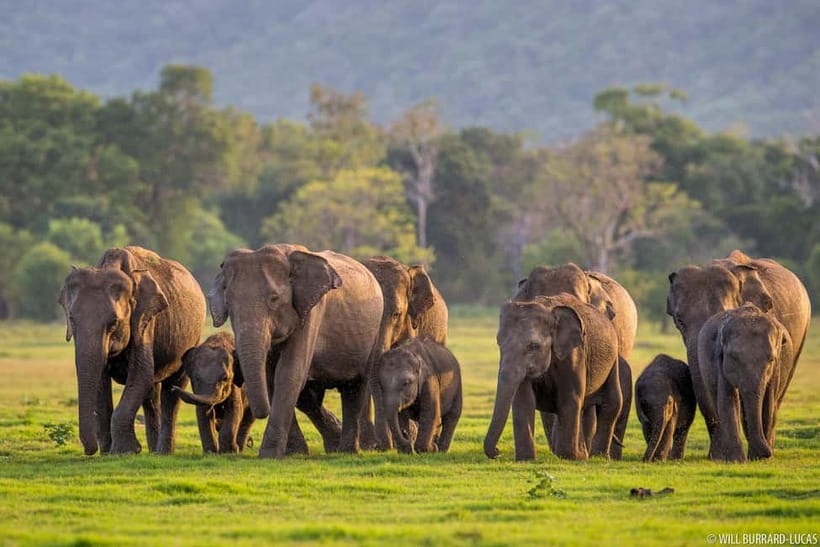 From Trincomalee: Village Tour & Minneriya Elephant Safari - From Trincomalee to rural Sri Lanka without the tourist script
