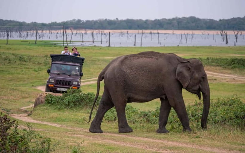 From Trincomalee: Village Tour & Minneriya Elephant Safari - Cooking demonstration on a clay stove, then a lunch you actually want