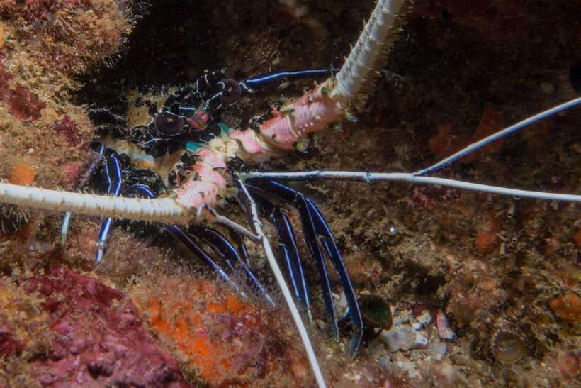 From Uppuveli Beach: Pigeon Island Snorkeling Tour - What you’ll see in the water: coral gardens, big fish energy