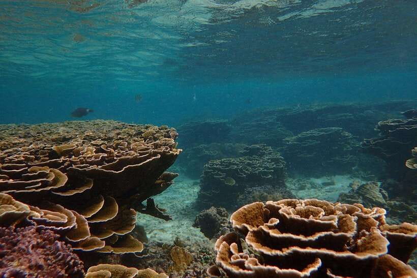 From Uppuveli Beach: Pigeon Island Snorkeling Tour - How long you really get in the water, and why it can feel rushed