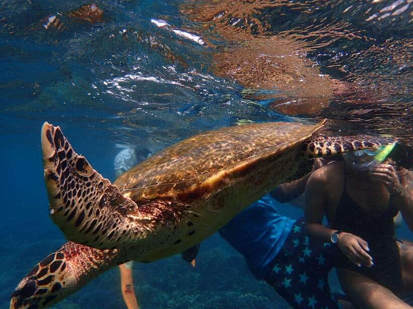From Uppuveli Beach: Pigeon Island Snorkeling Tour - Island time, crowds, and the reality of limited facilities