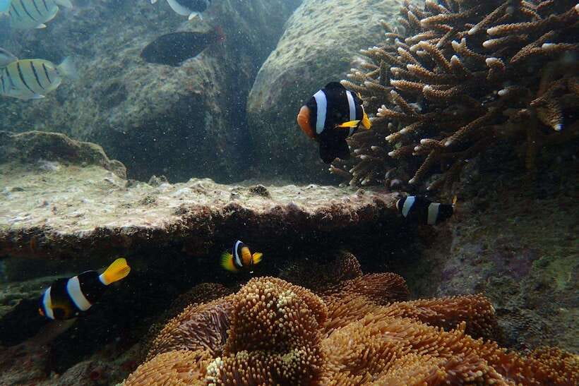 From Uppuveli Beach: Pigeon Island Snorkeling Tour - Gear, comfort, and the small tips that make the day better