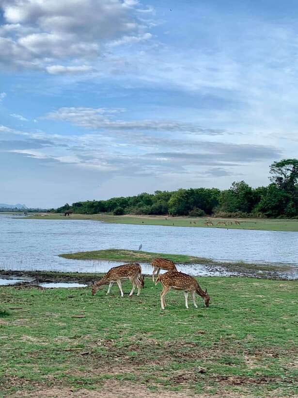 From Weligama : Udawalawa National Park Safari Tour - Timing and what the 8-hour schedule feels like