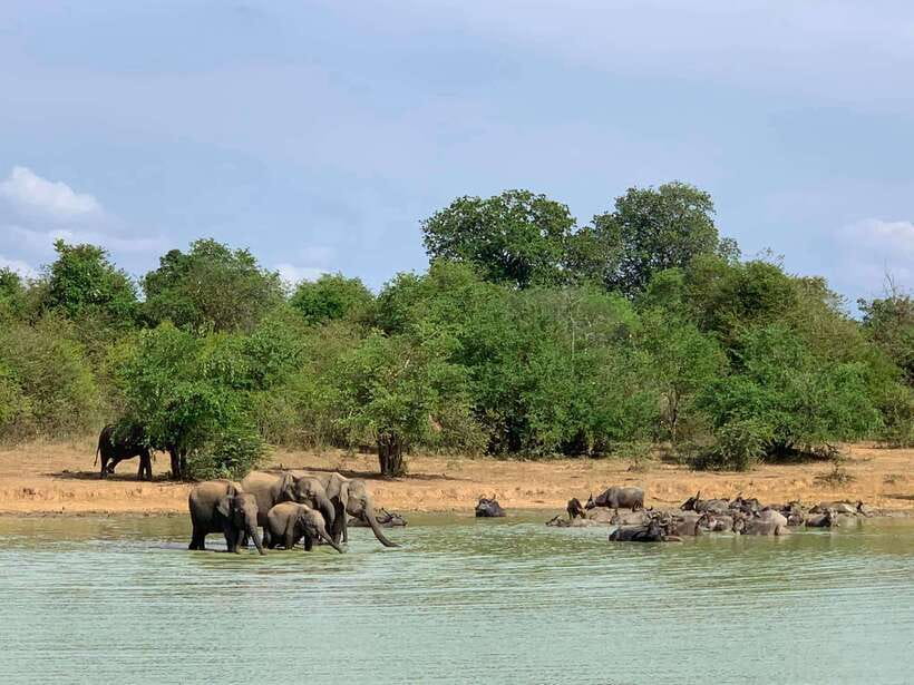 From Weligama : Udawalawa National Park Safari Tour - Who should book this Udawalawe safari from Weligama?
