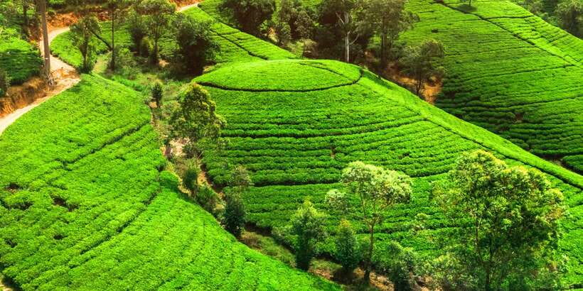 From west coast: Kandy, Tooth temple, Botanical & Tea garden - Temple Shopping and Sightseeing Inside Kandy’s Center