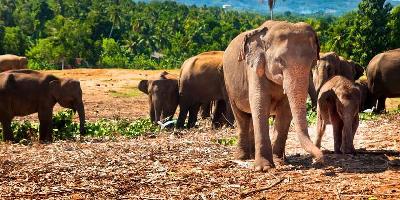 From west coast: Kandy, Tooth temple, Botanical & Tea garden - The Sacred Tooth Relic Temple, and Why It Matters in Sri Lanka
