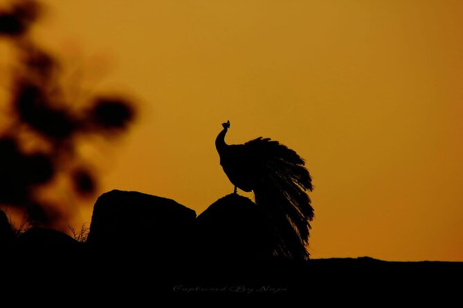 Full day / Half Day WildlifeAdventure in Yala-National-Park - Why Yala National Park is a leopard safari favorite