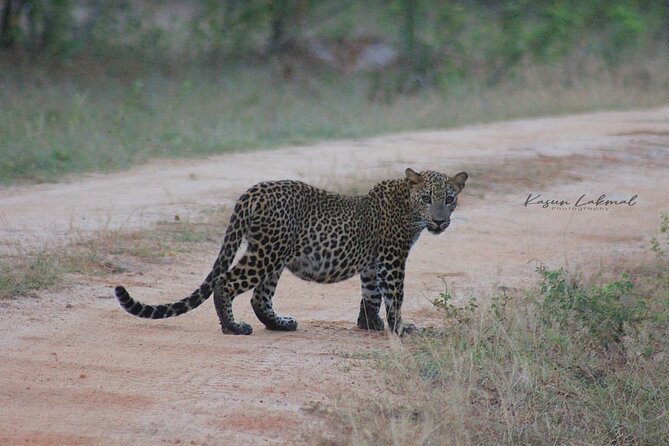 Full day / Half Day WildlifeAdventure in Yala-National-Park - The safari style in a luxe 4WD (and how it affects sightings)