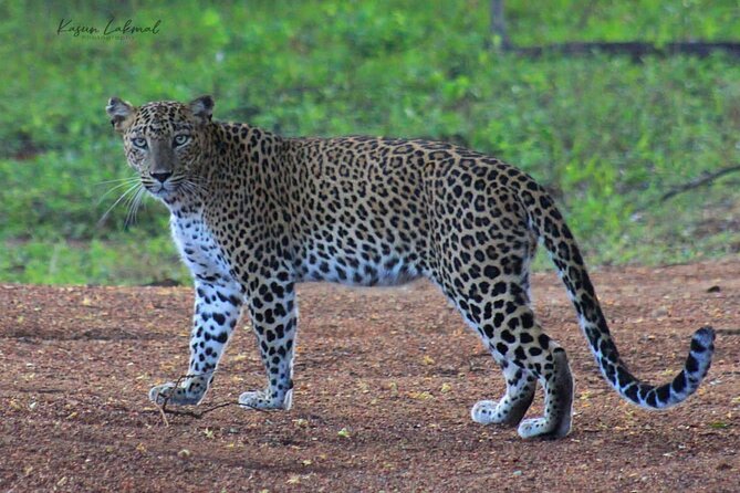 Full day / Half Day WildlifeAdventure in Yala-National-Park - What wildlife you can expect, and why leopards are the hardest part
