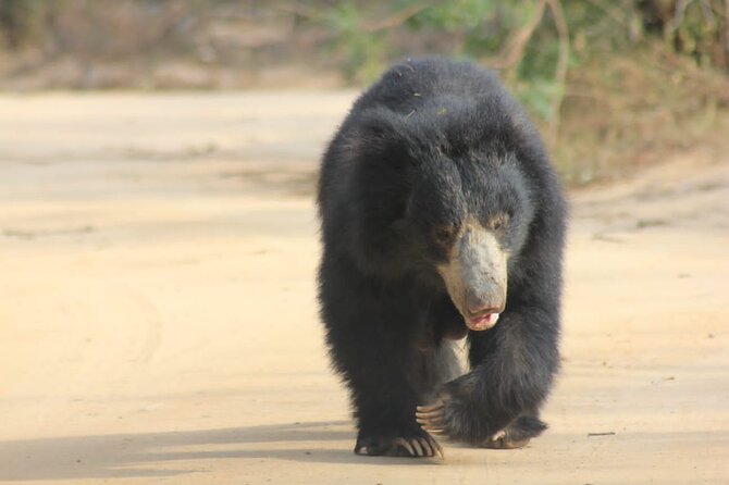 Full day / Half Day WildlifeAdventure in Yala-National-Park - Price and value: is $42 a smart deal for Yala?