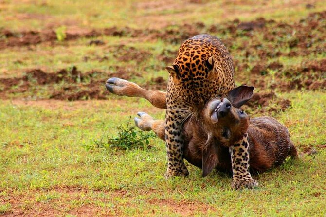Full day / Half Day WildlifeAdventure in Yala-National-Park - When the park is busy: the downside you should plan for