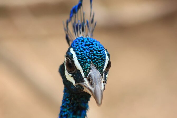 Full day / Half Day WildlifeAdventure in Yala-National-Park - Should you book this Yala wildlife safari?
