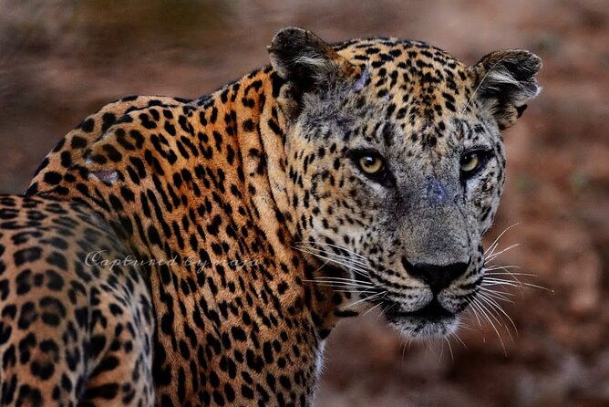 Full day / Half Day WildlifeAdventure in Yala-National-Park - Morning and late-day leopard odds, plus what full-day really buys you