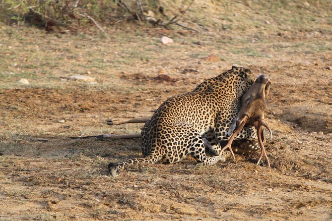 Full Day Safari ( The Best for Leopards ) in Yala - Key Safari Takeaways (Why This One Works)