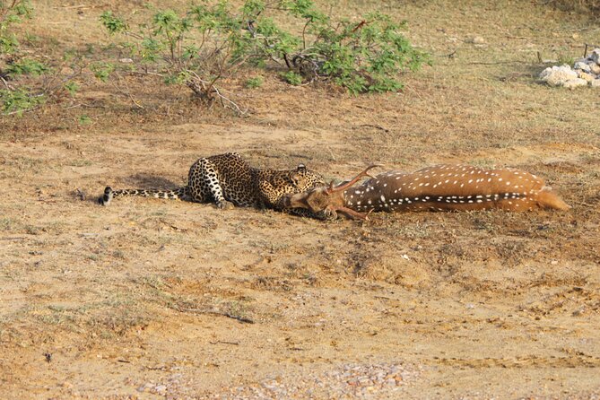 Full Day Safari ( The Best for Leopards ) in Yala - Small Group Safari Jeep: Less Noise, Better Looking