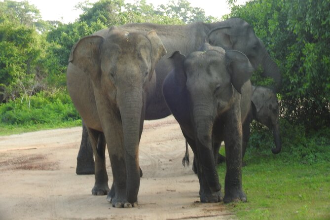 Full Day Safari ( The Best for Leopards ) in Yala - What You Might See: Leopards, Bears, Elephants, and Birds