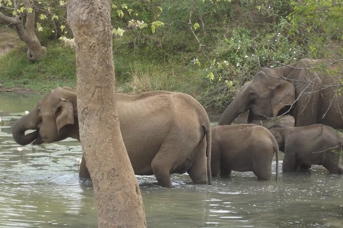 Full Day Safari ( The Best for Leopards ) in Yala - Guide Power: Mala, Ish, and Sudu Help You Spot More
