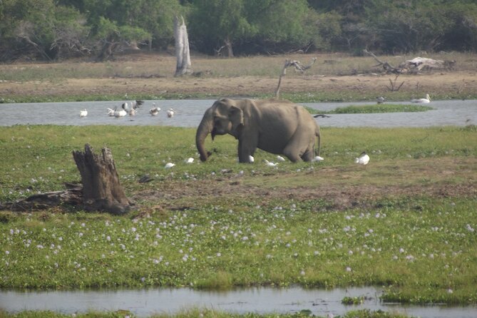 Full Day Safari ( The Best for Leopards ) in Yala - Food, Water, and Binoculars: Included Means Less Hassle