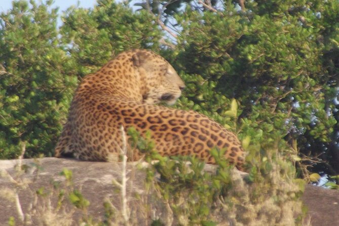 Full Day Safari ( The Best for Leopards ) in Yala - Price and Logistics: Where the Real Costs Show Up