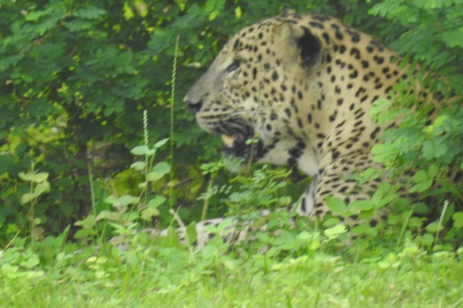 Full Day Safari ( The Best for Leopards ) in Yala - Weather and Expectations: When Rain Rolls In