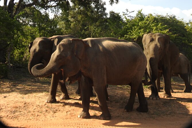 Full Day Safari Tour in Yala National Park - Key things that make this Yala safari different