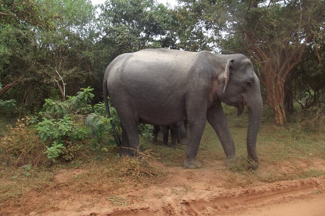 Full Day Safari Tour in Yala National Park - Yala National Park is huge, so “full day” is the point