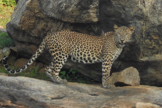 Full Day Safari Tour in Yala National Park - Breakfast, lunch, water, and fruit: the meal plan you actually need