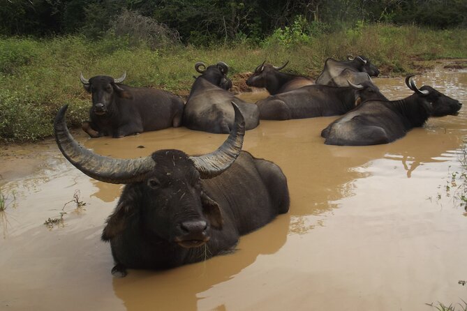 Full Day Safari Tour in Yala National Park - Wildlife highlights that show up again and again