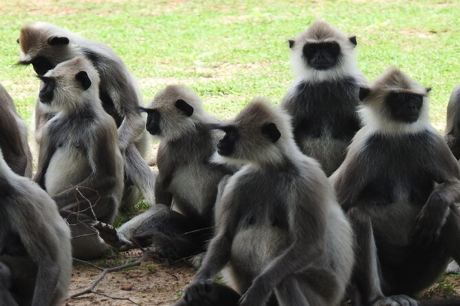 Full Day Safari Tour in Yala National Park - Leopards, elephants, and crocodiles: the real skill is driving well