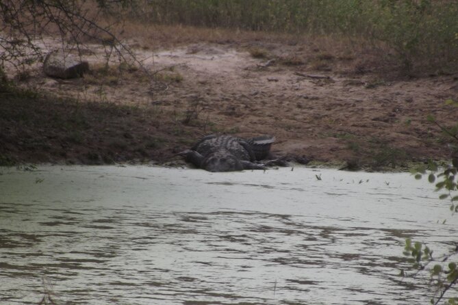 Full Day Safari Tour in Yala National Park - The park isn’t quiet, so look for respectful positioning