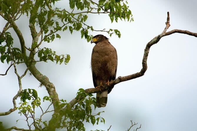 Full Day Safari Tour Yala - Yala National Park: why the animal odds are strong