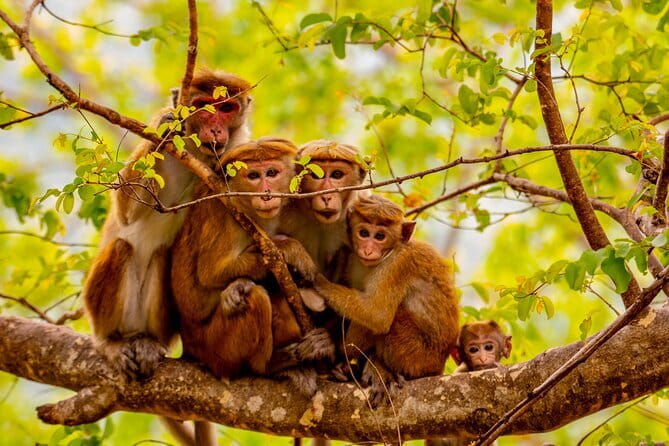 Full Day Safari Tour Yala - The jeep and guiding style that makes or breaks leopard time
