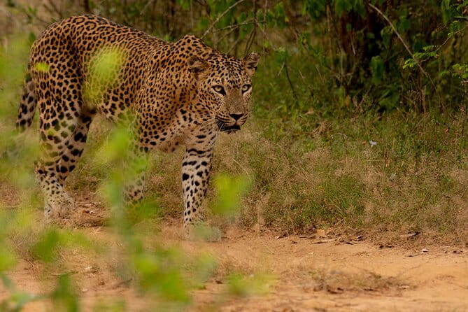 Full Day Safari Tour Yala - Lunch, water, and comfort on a long wildlife day