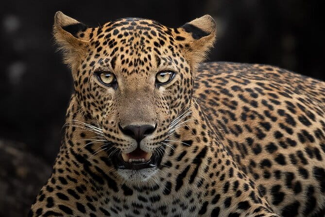 Full Day Safari Tour Yala - Who this Yala full-day safari is best for