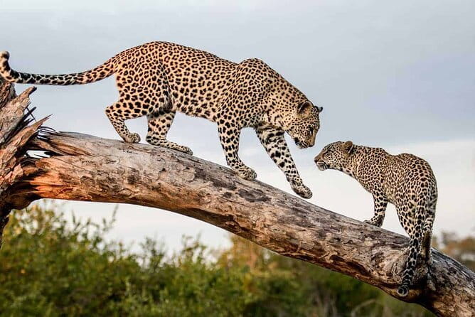 Full Day Safari Tour Yala - Should you book this Full Day Safari Tour Yala?