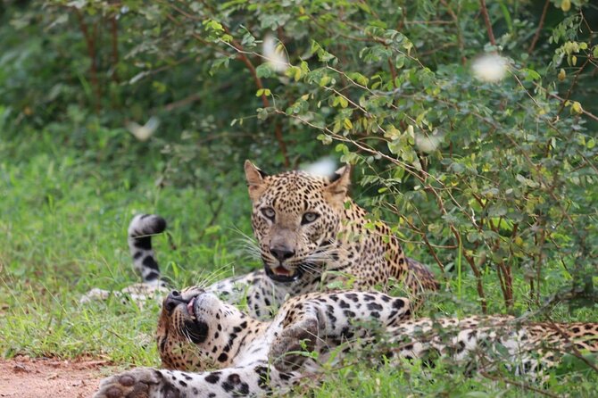 Full day Safari - Yala National Park - 04.30 am to 06.00 pm with - Janaka safari - Key things to know before your Yala day