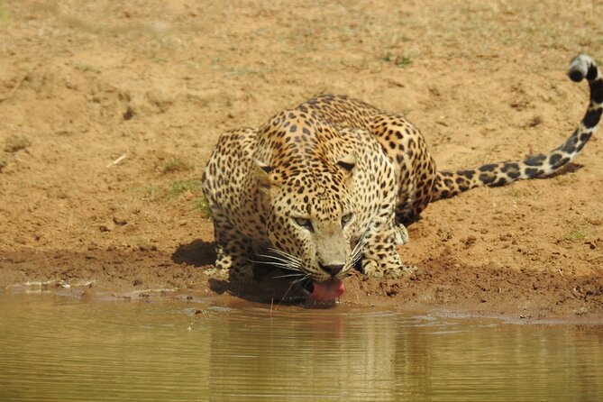 Full day Safari - Yala National Park - 04.30 am to 06.00 pm with - Janaka safari - Yala National Park leopards: why your day is timed for dawn