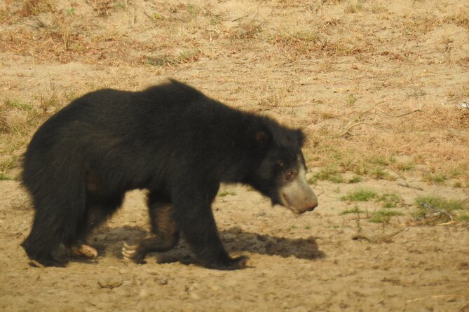 Full day Safari - Yala National Park - 04.30 am to 06.00 pm with - Janaka safari - Leopard strategy inside Yala: how you get better sightings without pileups